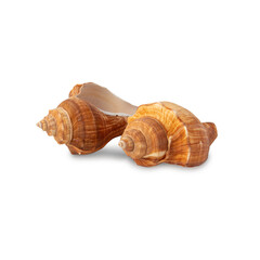 Seashell cutout, Png file.