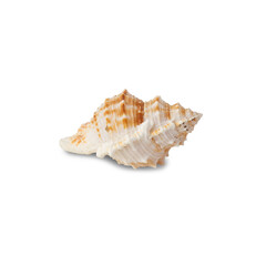 Seashell cutout, Png file.