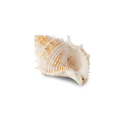 Seashell cutout, Png file.