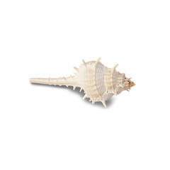 Seashell cutout, Png file.
