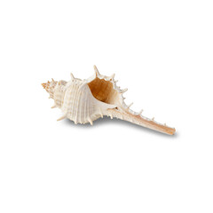 Seashell cutout, Png file.