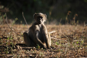 Bärenpavian / Chacma baboon / Papio ursinus