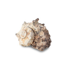 Seashell cutout, Png file.