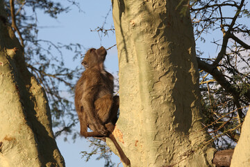 Bärenpavian / Chacma baboon / Papio ursinus