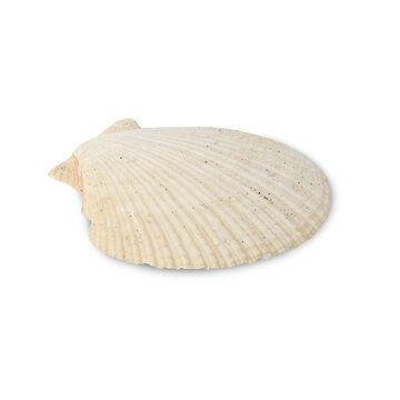 Seashell cutout, Png file.