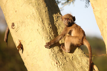 Bärenpavian / Chacma baboon / Papio ursinus