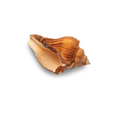 Seashell cutout, Png file.