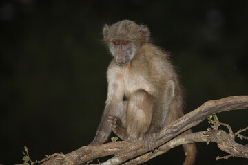 Bärenpavian / Chacma baboon / Papio ursinus.