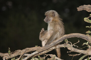 Bärenpavian / Chacma baboon / Papio ursinus.