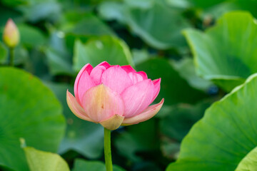Fototapeta premium A pink lotus flower sways in the wind. Against the background of their green leaves. Lotus field on the lake in natural environment.