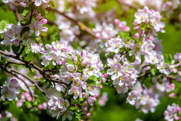 appletree blossom branch in the garden in spring
