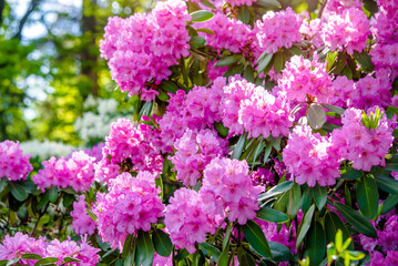 Fototapeta premium pink rhododendron blooms in the Botanical garden 