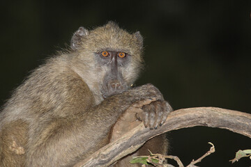 Bärenpavian / Chacma baboon / Papio ursinus...
