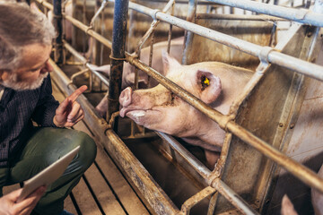 Veterinarian in the pig farm checking on the pig's health