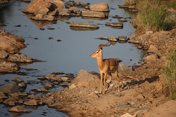 Schwarzfersenantilope / Impala / Aepyceros melampus