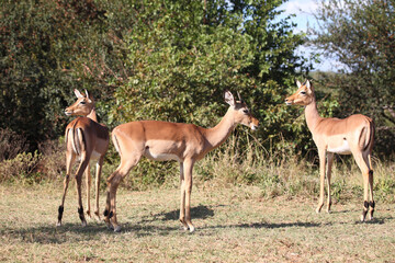 Schwarzfersenantilope / Impala / Aepyceros melampus