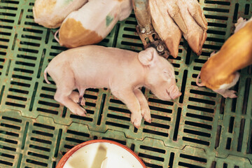 Newborn piglets in the farm.Swine in the stall.