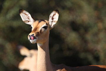 Schwarzfersenantilope / Impala / Aepyceros melampus