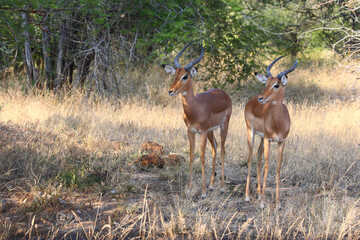 Schwarzfersenantilope / Impala / Aepyceros melampus