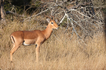 Schwarzfersenantilope / Impala / Aepyceros melampus