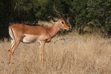 Schwarzfersenantilope / Impala / Aepyceros melampus