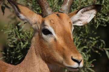 Schwarzfersenantilope / Impala / Aepyceros melampus