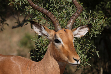 Schwarzfersenantilope / Impala / Aepyceros melampus