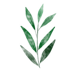 leaf in watercolor