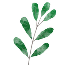 leaf in watercolor