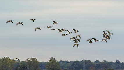 canadian geese flying in formation