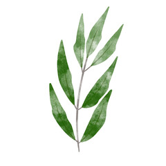 Obraz premium leaf in watercolor