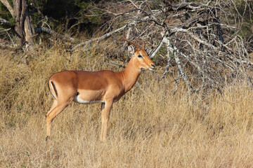 Schwarzfersenantilope / Impala / Aepyceros melampus