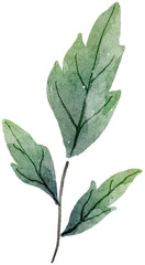 Fototapeta premium Leaf watercolor transparency for decoration.