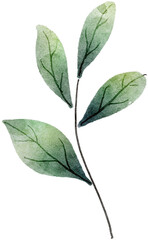 Obraz premium Leaf watercolor transparency for decoration.