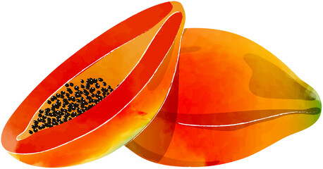 Papaya watercolor transparent illustration.