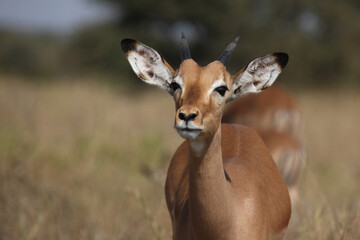 Schwarzfersenantilope / Impala / Aepyceros melampus.