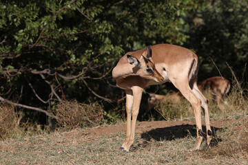 Schwarzfersenantilope / Impala / Aepyceros melampus.