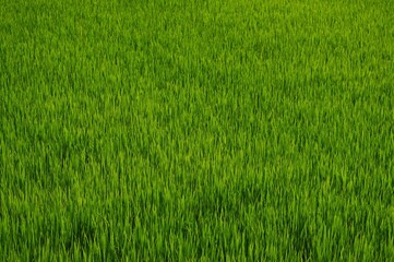 green grass background