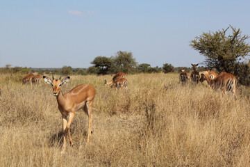 Schwarzfersenantilope / Impala / Aepyceros melampus.