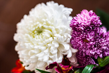 White Fresh Flowers Crisanthemum Close Up. Copy space for text. High resolution beautiful flowers bouquet. 