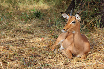 Schwarzfersenantilope / Impala / Aepyceros melampus.