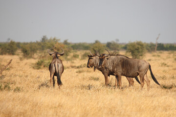 Fototapeta premium Streifengnu / Blue wildebeest / Connochaetes taurinus