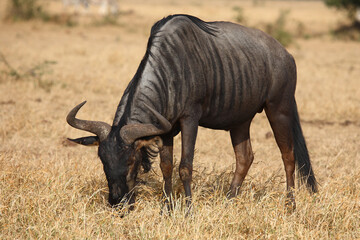 Streifengnu / Blue wildebeest / Connochaetes taurinus