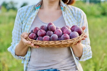Harvest of plums in wicker plate in hands of woman close-up outdoor