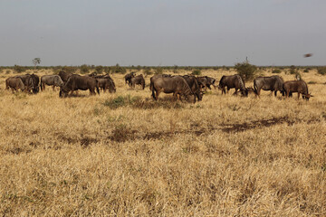 Streifengnu / Blue wildebeest / Connochaetes taurinus