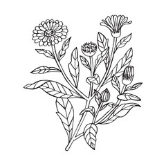 Calendula doodle flower. Black linear silhouette. For perfumery and cosmetics. Vector illustration