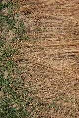 Pailles de lin arraché déposées dans les champs