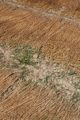 Pailles de lin arraché déposées dans les champs