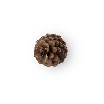 Pine cone cutout, Png file.