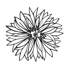 Doodle Cornflower set. Black on white. Design for cosmetics and perfumery. Vector illustration